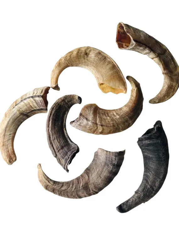 Cuerno de Cordero Natural - Snack Dental Duradero