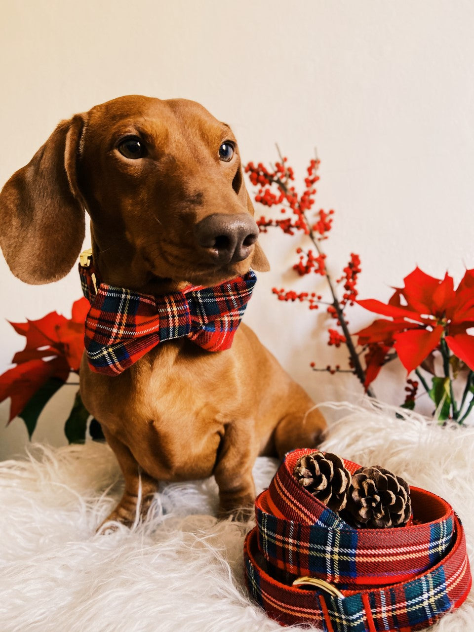Collar y Pajarita Classic Tartan