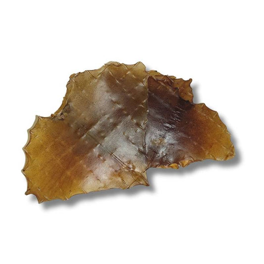 🐟 Alas de Pota Deshidratadas