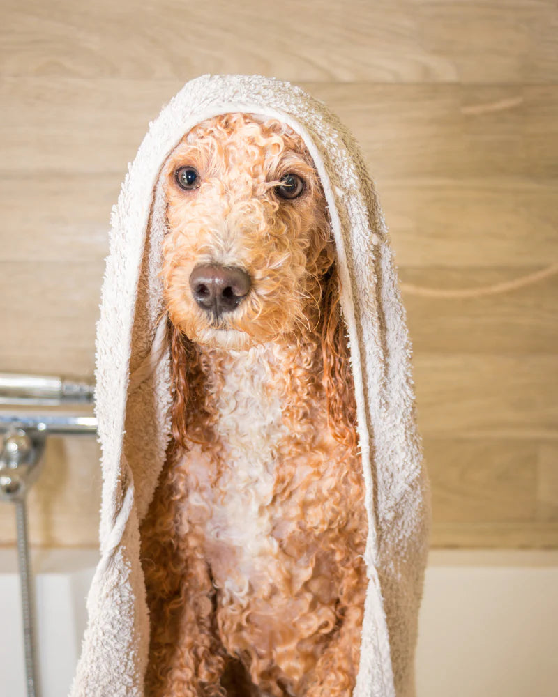 Calm&Shine - Champú calmante para mascotas con piel sensible