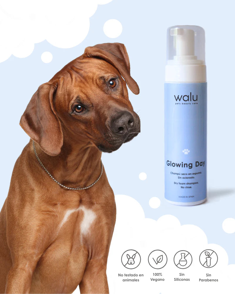 Glowing Day - Champú seco en espuma