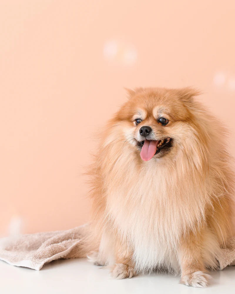 Strong Pets Club – Walu