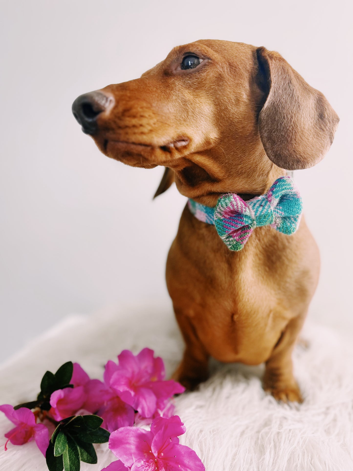 Collar y Pajarita Harrys Tweed Sweet Candy