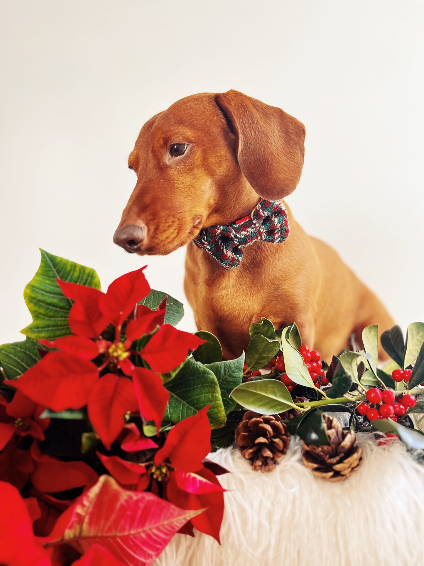 Collar y Pajarita Harris Tweed Christmas Time