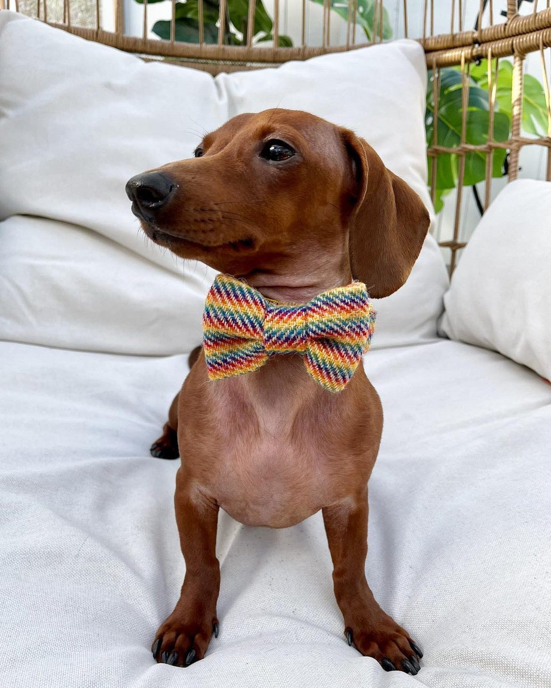 Collar y Pajarita Rainbow