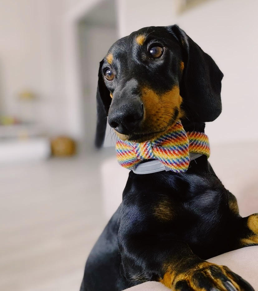 Collar y Pajarita Rainbow